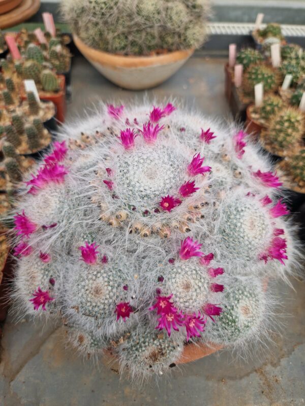Mammillaria hahniana
