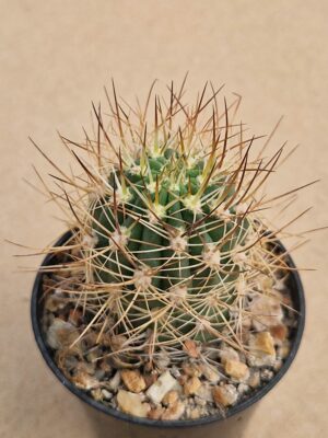 20260509_153255 Lobivia lateritia ?