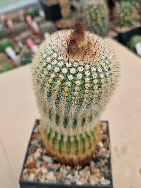 Notocactus scopa