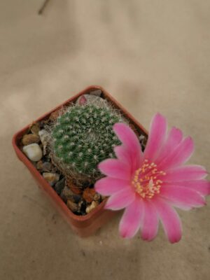 20260509_153536 Rebutia sp