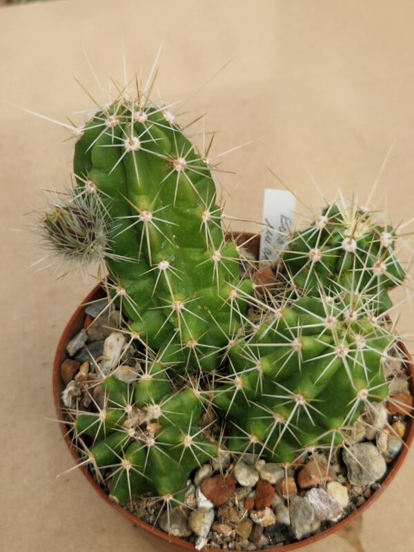 Echinocereus enneacanthus