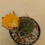 Mediolobivia sp [einstenii?]