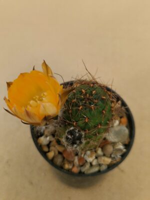 Mediolobivia sp [einstenii?]