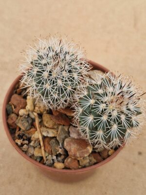 Gymnocactus beguinii v senilis
