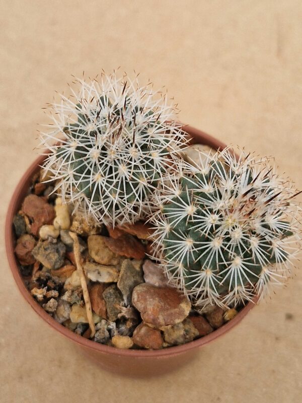 Gymnocactus beguinii v senilis
