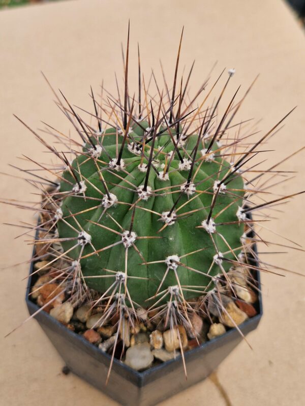Lobivia aurea
