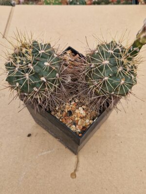 Gymnocalycium gibbosum