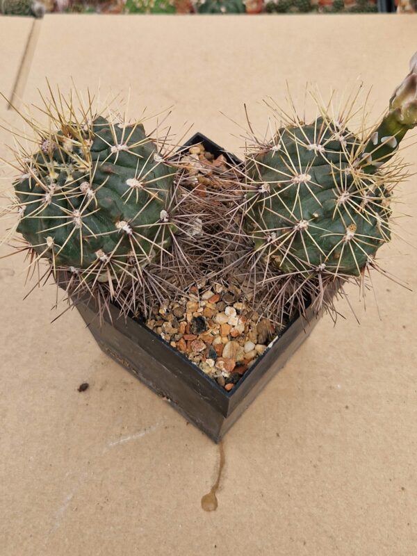 Gymnocalycium gibbosum