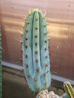Trichocereus macrogonus