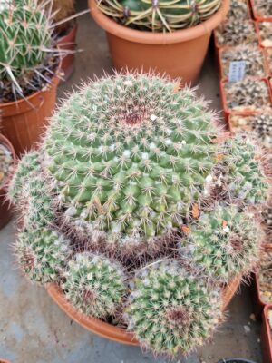 20260509_184036 Mammillaria sp.