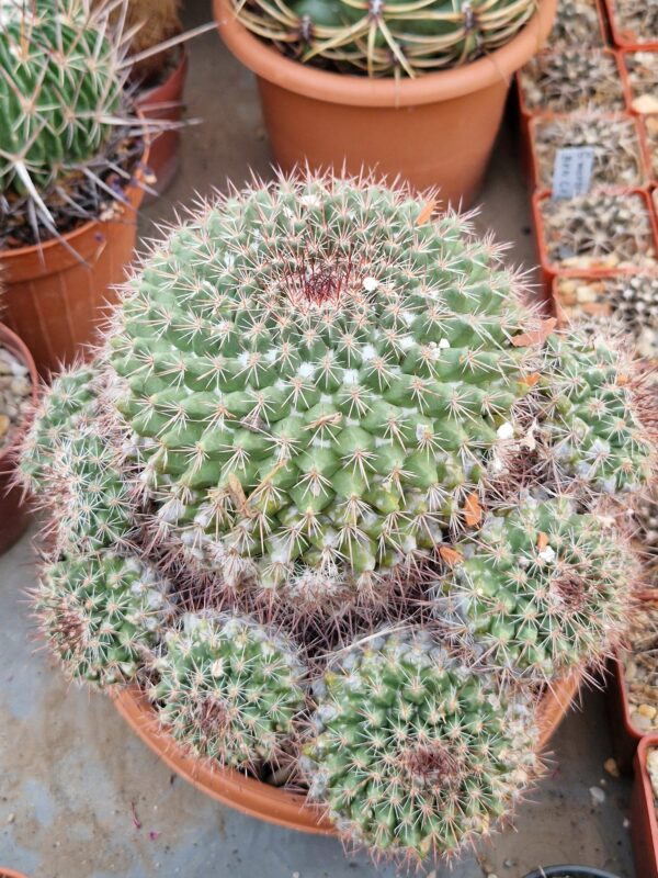 Mammillaria sp.