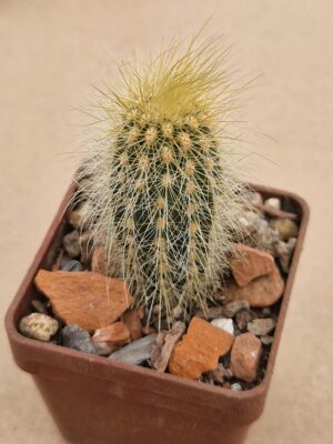Vatricania guentnerii