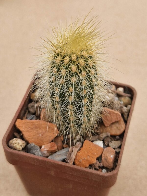Vatricania guentnerii