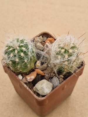 20260512_171509 Oreocereus trollii
