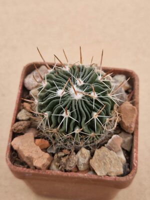 20260512_172028 Echinofossulocactus sp Los Grucitas