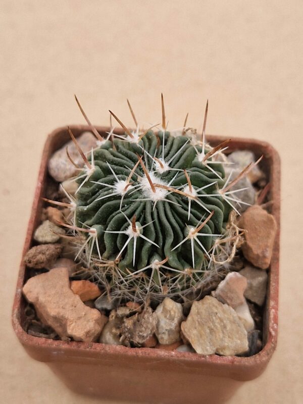 Echinofossulocactus sp Los Grucitas