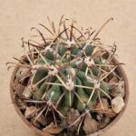 Ancistrocactus uncinatus