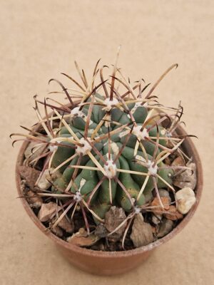 Ancistrocactus uncinatus