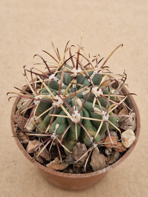 Ancistrocactus uncinatus