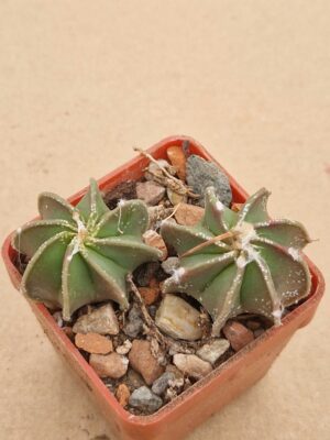 20260512_172341 Astrophytum niveum