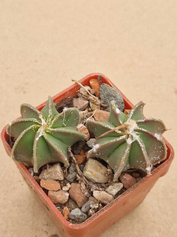 Astrophytum niveum