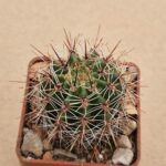 Lobivia aurea  mix