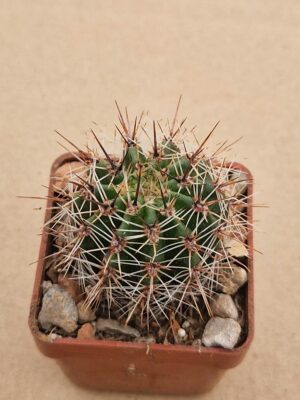 Lobivia aurea  mix