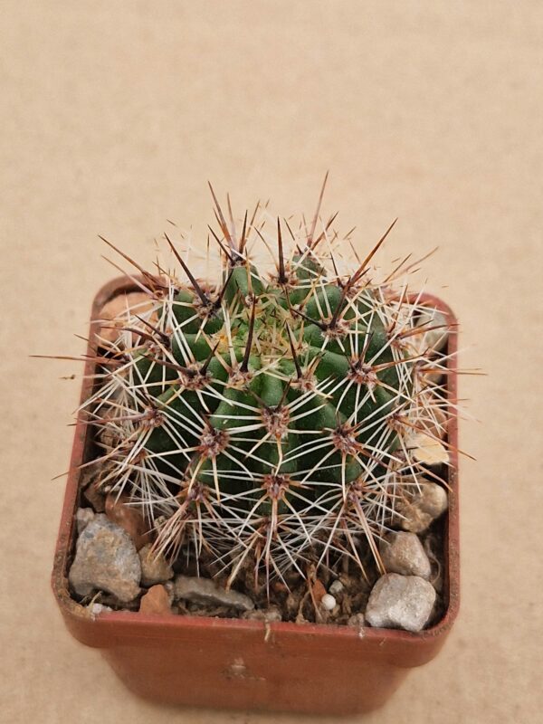 Lobivia aurea  mix