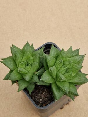 Haworthia sp.
