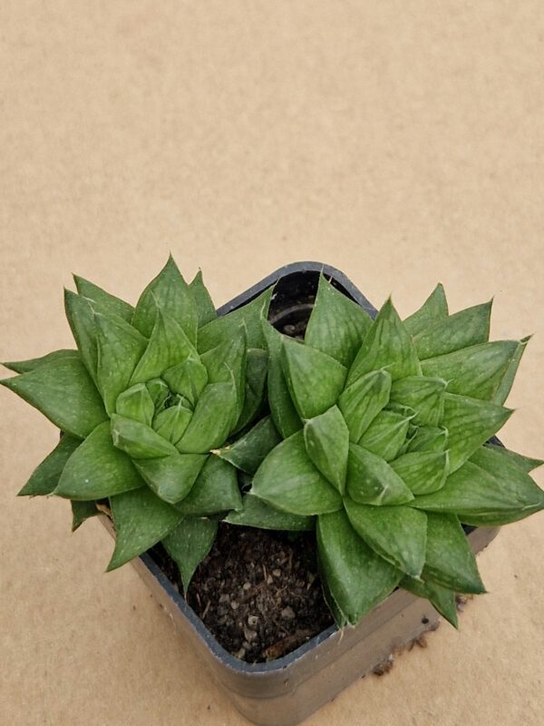 Haworthia sp.
