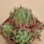 Haworthia sp.