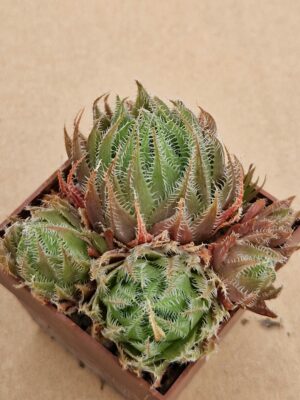 Haworthia sp.