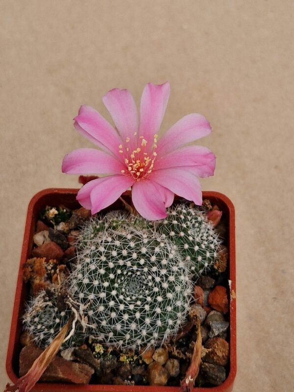 Rebutia karusiana