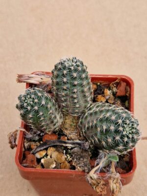 Mediolobivia oligitiformis