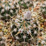 Notocactus submamulosus