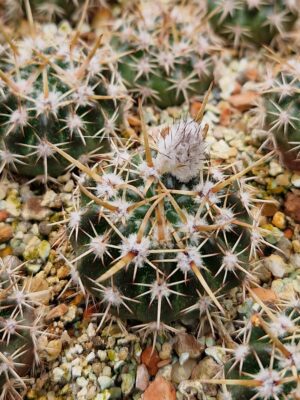 Notocactus submamulosus