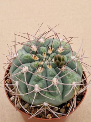 Gymnocalycium sp.