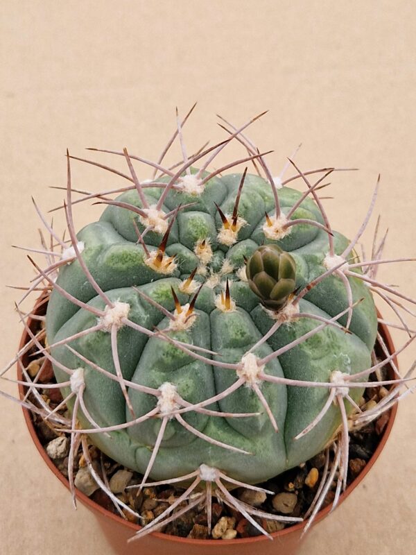 Gymnocalycium sp.
