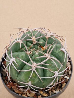 Gymnocalycium sp.