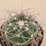 Gymnocalycium sp.