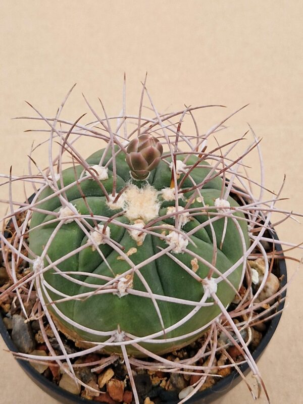 Gymnocalycium sp.