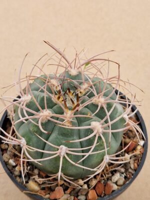 Gymnocalycium sp.