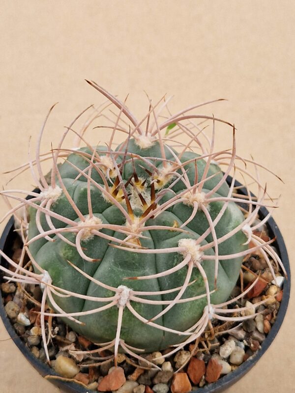 Gymnocalycium sp.