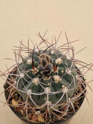 20260516_171013 Gymnocalycium sp