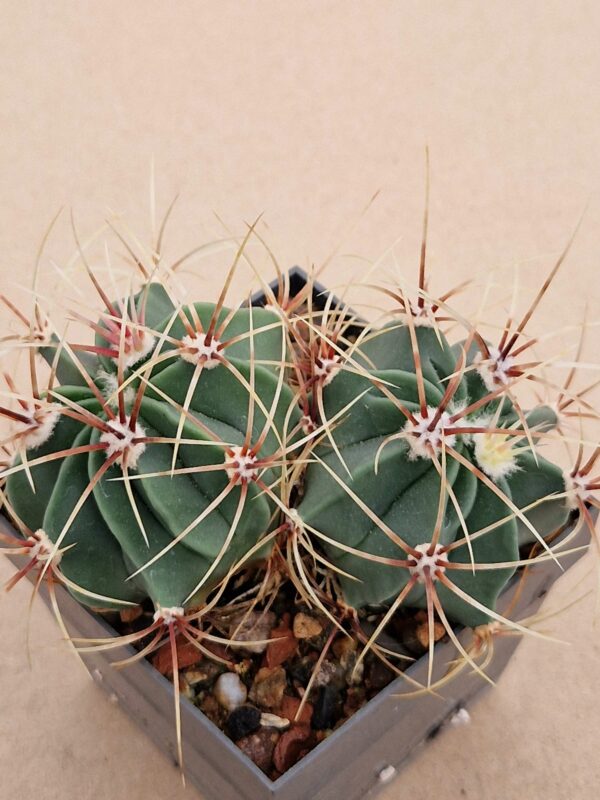 Ferocactus histrix
