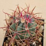 Ferocactus gracilis v coloratus