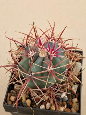 Ferocactus gracilis v coloratus