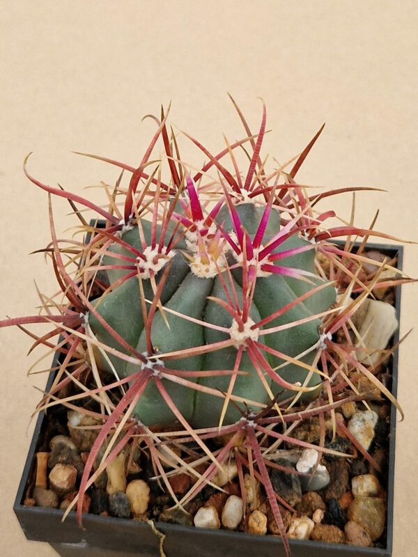 Ferocactus gracilis v coloratus