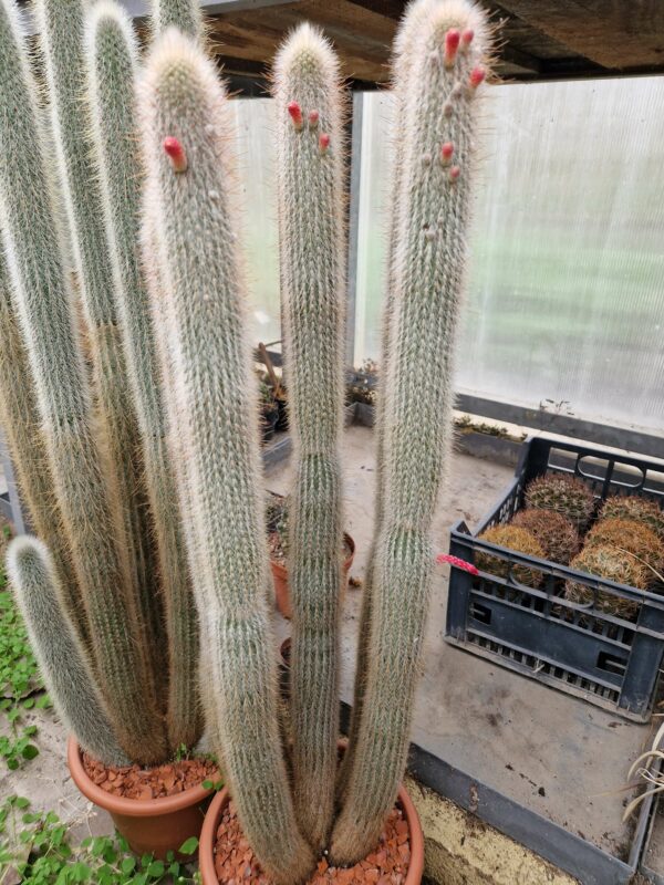 Cleistocactus sp