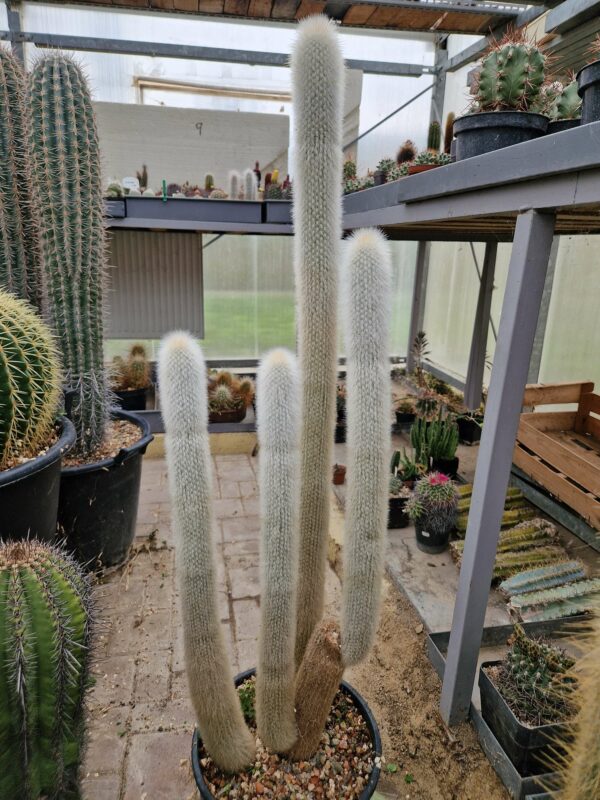 Cleistocactus straussii